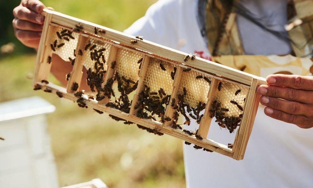 The Difference Between a Bee Package and a Bee Nuc