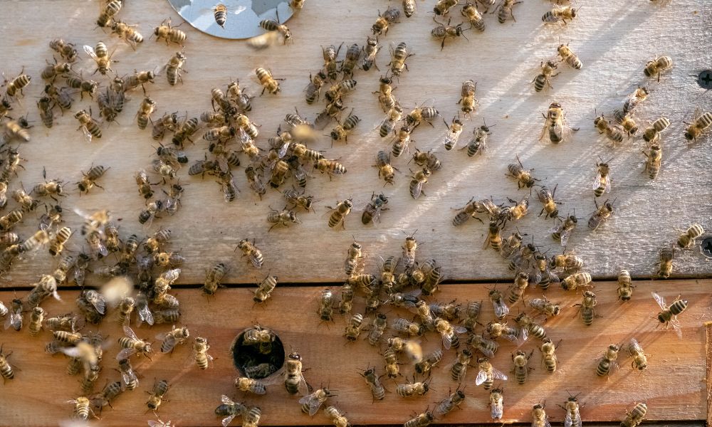 A Guide to Raising Bees Alongside Pets and Livestock