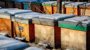 What Happens to Bees During the Winter Months?
