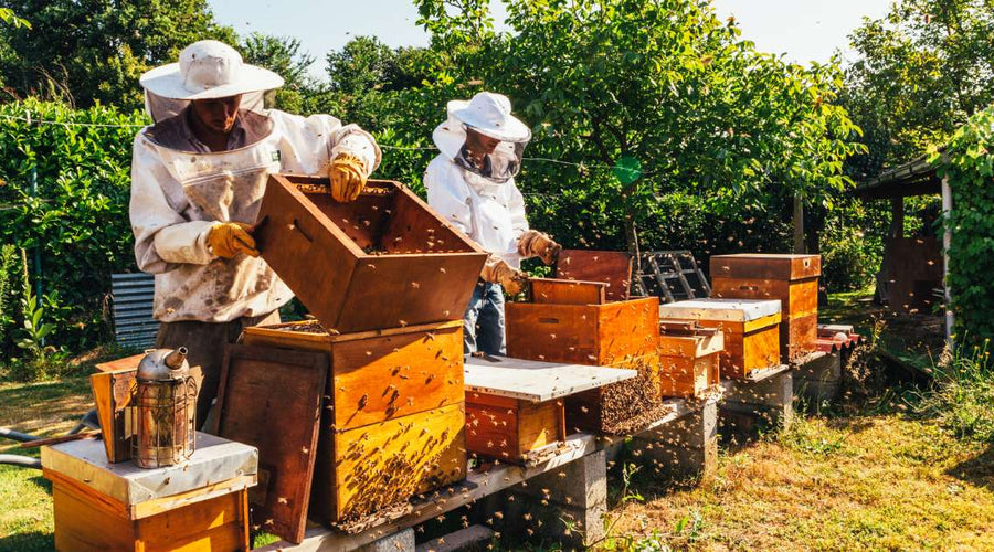 6 Tips for Preventing Honeybee Swarms in Your Colonies