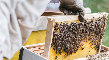 Inspecting Your Honey Bee Hive in the Spring