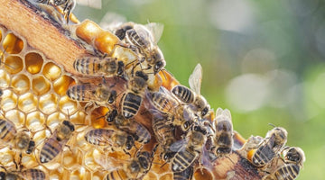 Reasons Honeybees Are Important To Humans