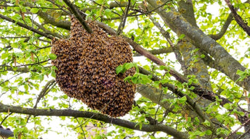 How To Prevent Honey Bee Swarms in the Spring