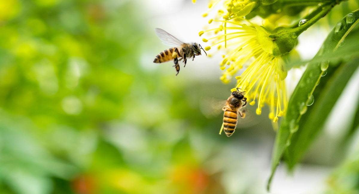 What Is The VSH Trait In Honey Bees And Why Is It Important?