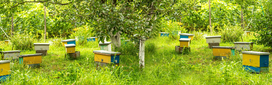 Why Bee Nucs Are the Ultimate Starter Kit for Beekeepers