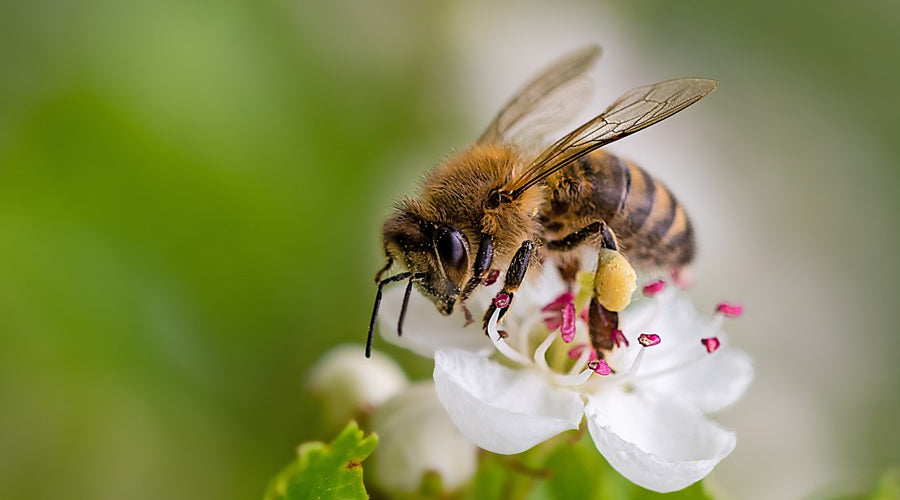 Africanized vs. European Honey Bees: What’s the Difference?