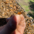 Load image into Gallery viewer, Mated Queens - Louisiana Summer