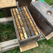 Load image into Gallery viewer, Williston, VT (Late May - Early June) Northeast 5 Frame Nucs