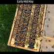 Load image into Gallery viewer, Cattaraugus, NY - NUCS - 6 Frame