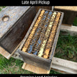 Load image into Gallery viewer, Long Island, NY - NUCS - Promise Land Apiaries