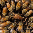 Load image into Gallery viewer, Mated Queens for Sale in Billerica, MA