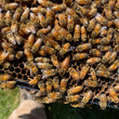 Load image into Gallery viewer, Bunkie, LA - NUCS - 5 Frame