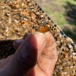 Load image into Gallery viewer, Mated Queens for Sale in Billerica, MA