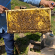 Load image into Gallery viewer, Long Island, NY - NUCS - Promise Land Apiaries