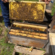 Load image into Gallery viewer, Bunkie, LA - NUCS - 6 Frame