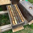 Load image into Gallery viewer, Long Island, NY - NUCS - Promise Land Apiaries