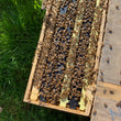 Load image into Gallery viewer, Billerica, MA - NUCS - 6 Frame