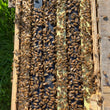 Load image into Gallery viewer, Bunkie, LA - NUCS - 6 Frame
