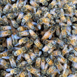 Load image into Gallery viewer, Billerica, MA - NUCS - 6 Frame