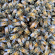 Load image into Gallery viewer, Fort Plain, NY - NUCS - 6 Frame