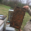 Load image into Gallery viewer, Mated Queens for Sale in Billerica, MA