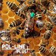 Load image into Gallery viewer, Billerica, MA - NUCS - 5 Frame