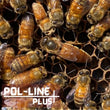 Load image into Gallery viewer, Billerica, MA - NUCS - 5 Frame