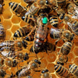Load image into Gallery viewer, Mated Queens for Sale in Billerica, MA