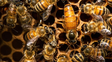 How To Introduce a New Queen Bee Into a Hive