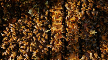 Why Is Beekeeping Good for the Environment?