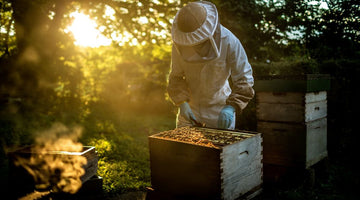 The Essential Beekeeping Calendar for Year-Round Care