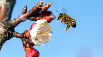 The Importance of Honeybees in Agriculture