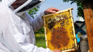 How To Establish New Honeybee Colonies in Warm Climates