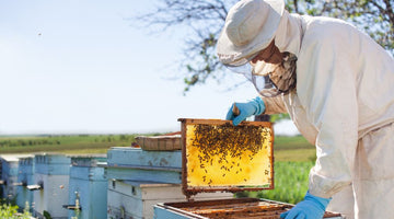 How To Prepare Your Beehives for Spring Weather