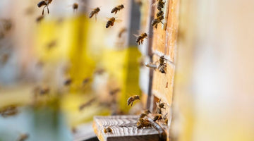 How Beekeepers Can Protect Their Bees in Hot Weather