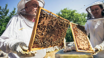 5 Tips for Choosing the Best Beekeeping Gloves