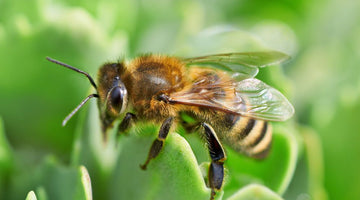 3 Signs It’s Time To Transfer Your Bees From a Nuc to a Hive