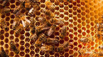 What Would Happen if Every Bee on Earth Died?