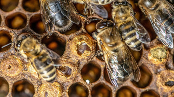 A Glossary of Beekeeping Terms You Should Know