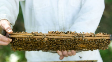 The Relationship Between Royal Jelly & Queen Bees Explained