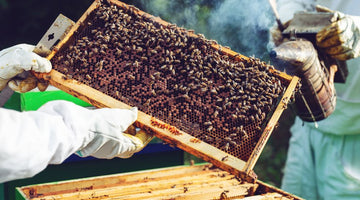 5 Essential Tools for Successful Beekeeping