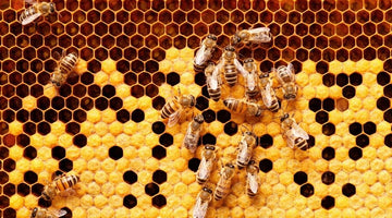 Most Common Honeybee Problems and How To Fix Them
