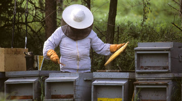 Queen Bee Rearing Techniques: Ensuring Strong Offspring