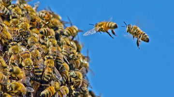 Why Bees Swarm and What It Means When They Do It