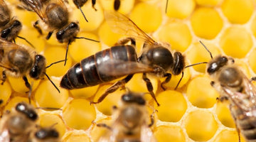 7 Facts: What You Need To Know About Queen Bees