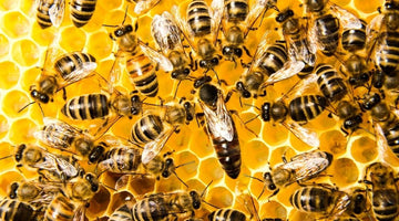 Queen Bees vs. Worker Bees vs. Drones: The Differences