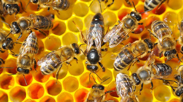 4 Things Beekeepers Should Know About Requeening a Hive