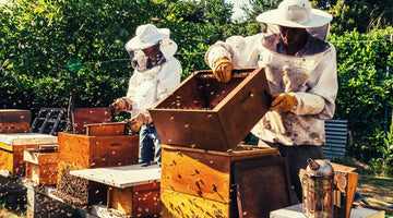 What Equipment Do You Need To Start Beekeeping?