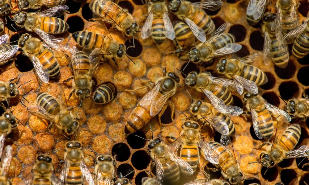 What Happens if There Are Two Queen Bees in a Hive?