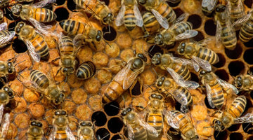 What Happens if There Are Two Queen Bees in a Hive?